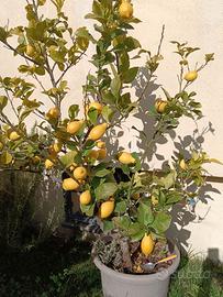 Pianta di limoni 4 stagioni
