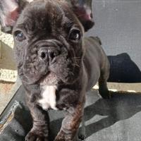 Cucciola bulldog francese
