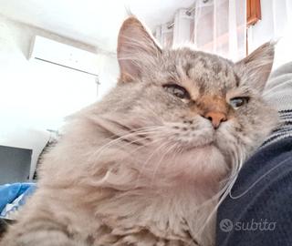 Gatto maschio