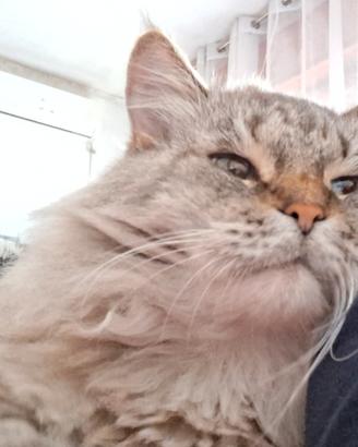 Gatto maschio