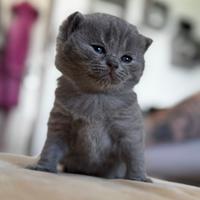 British Shorthair