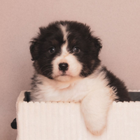 Australian shepherd