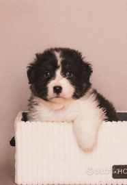 Australian shepherd