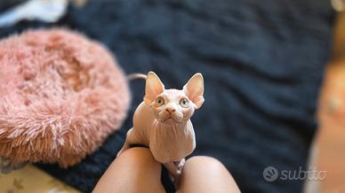 Canadian sphynx con pedigree
