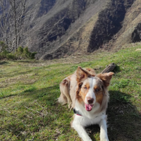 Border collie per monta