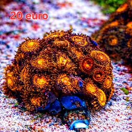 Coralli, anemone , acquario marino