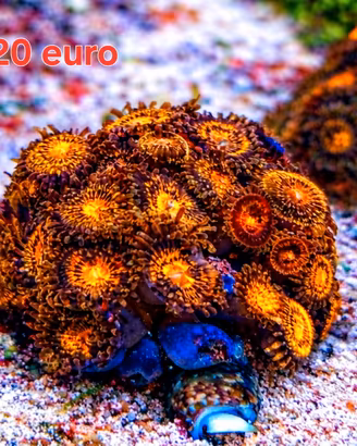Coralli, anemone , acquario marino