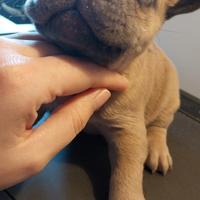 Cuccioli bulldog francese esotici
