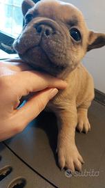 Cuccioli bulldog francese esotici