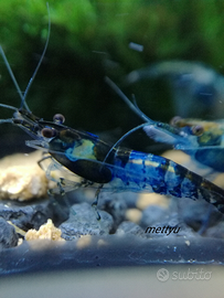 Caridine carbon rili