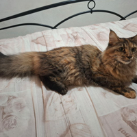Femminucia Maine Coon 10mesi disponibile