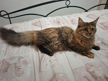 Femminucia Maine Coon 10mesi disponibile