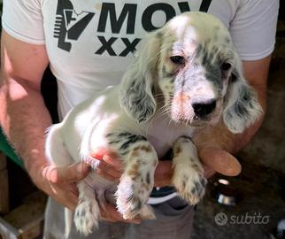 Cuccioli setter
