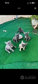 Cuccioli di bulldog francese