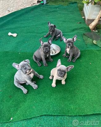 Cuccioli di bulldog francese