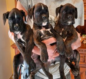 Boxer cuccioli