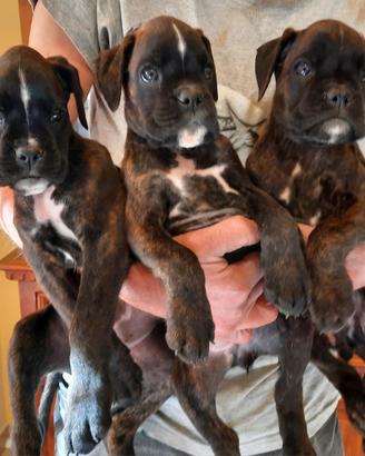 Boxer cuccioli