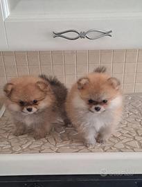 Spitz pomerania toy