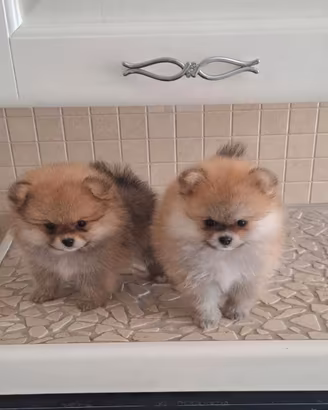 Spitz pomerania toy