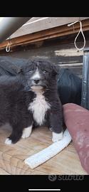 Cucciolo pastore Abbbruzzese-Bergamasco