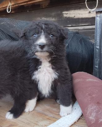 Cucciolo pastore Abbbruzzese-Bergamasco
