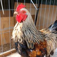 Brahma BSO