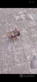 Buldog francese
