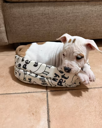 Cuccioli di American Staffordshire Terrier