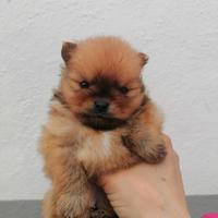 Spitz di Pomerania nani