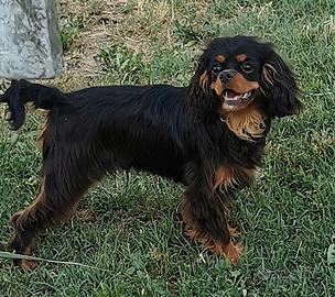 Cavalier king maschio