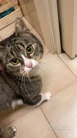 Birba gatta felv in salute