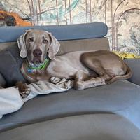 Weimaraner monta