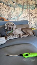 Weimaraner monta