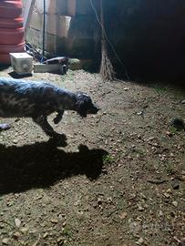 Setter inglese