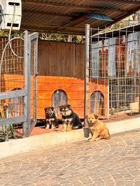 Cuccioli mix Border collie