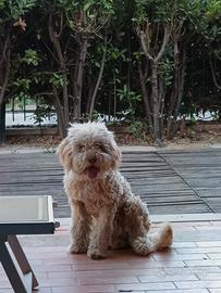 Cucciolo di Lagotto romagnolo