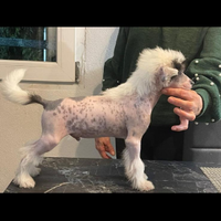 Chinese crested dog