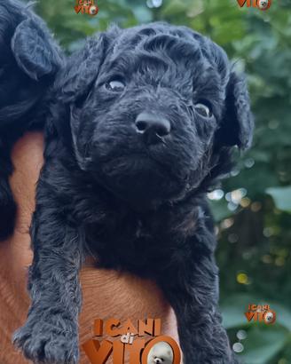 cuccioli di barboncino mini toy 