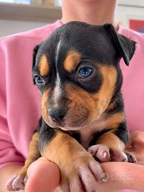 American Pitbull Tricolore