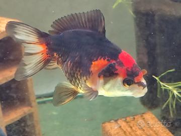 Oranda tricolore