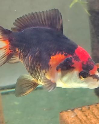 Oranda tricolore