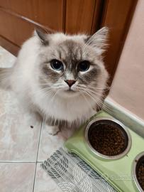 Gattina Siberiana Neva masquerade
