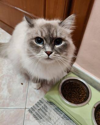 Gattina Siberiana Neva masquerade