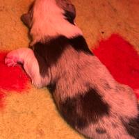 Cuccioli Border Collie