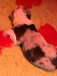 Cuccioli Border Collie