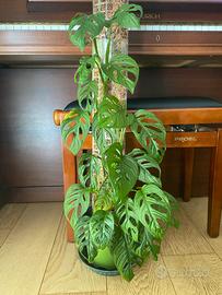 Monstera Adansonii Monkey Mask pianta