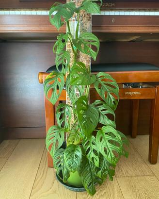 Monstera Adansonii Monkey Mask pianta