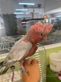 Cacatua roseicapilla