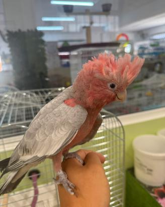 Cacatua roseicapilla