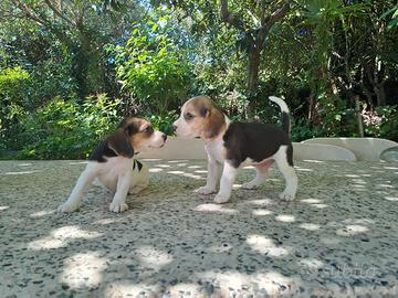 Cuccioli di beagle